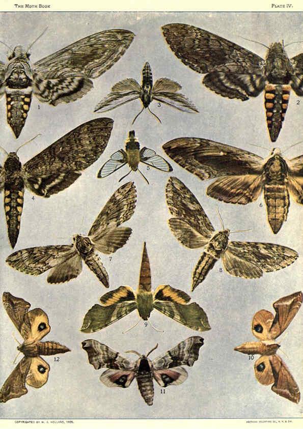 Reproducción/Reproduction 6266855728: The moth book Garden City, New York :Doubleday, Page & company,1916