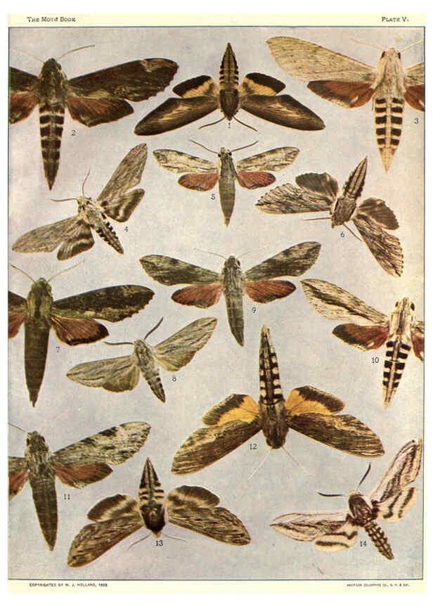 Reproducción/Reproduction 6266855906: The moth book Garden City, New York :Doubleday, Page & company,1916