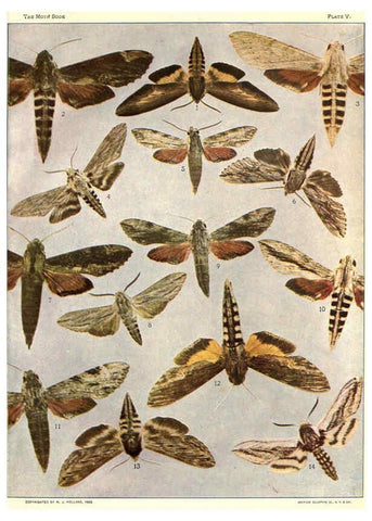 Reproducción/Reproduction 6266855906: The moth book Garden City, New York :Doubleday, Page & company,1916