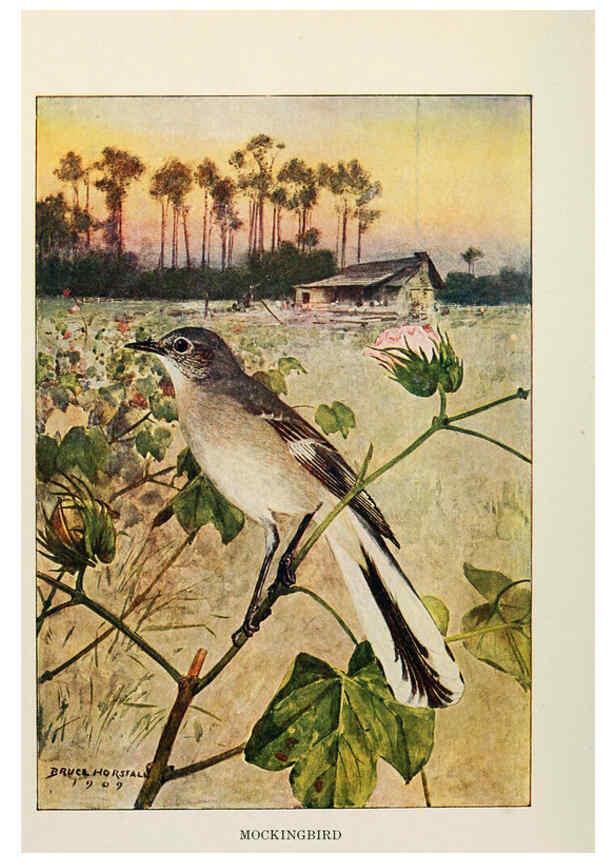 Reproducción/Reproduction 6264225330: Bird biographies New York,Dodd, Mead,1923