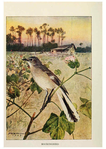 Reproducción/Reproduction 6264225330: Bird biographies New York,Dodd, Mead,1923