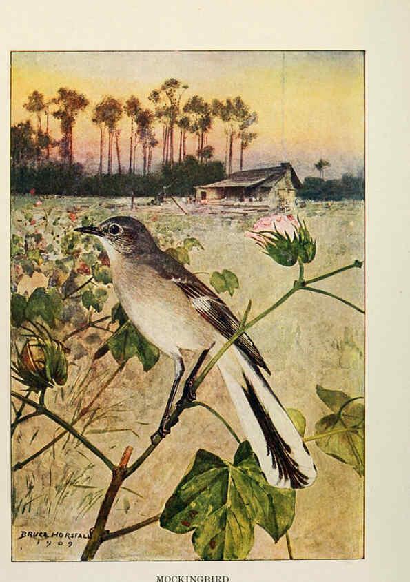 Reproducción/Reproduction 6264225330: Bird biographies New York,Dodd, Mead,1923
