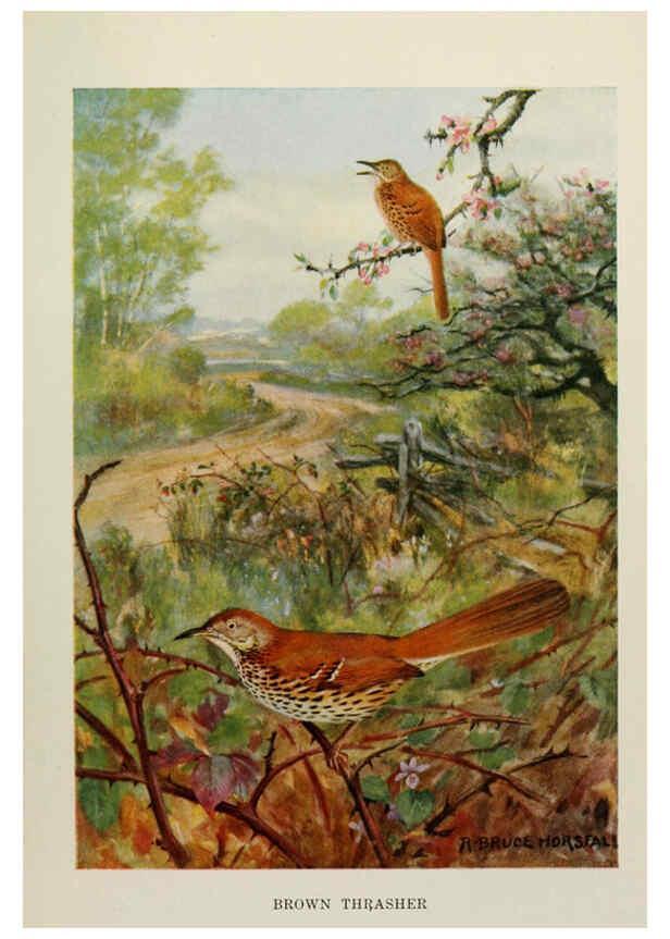 Reproducción/Reproduction 6264225102: Bird biographies New York,Dodd, Mead,1923