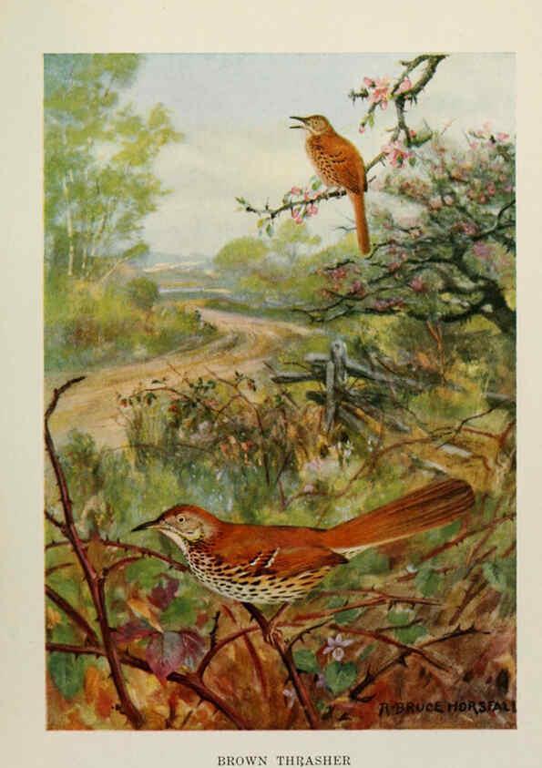 Reproducción/Reproduction 6264225102: Bird biographies New York,Dodd, Mead,1923