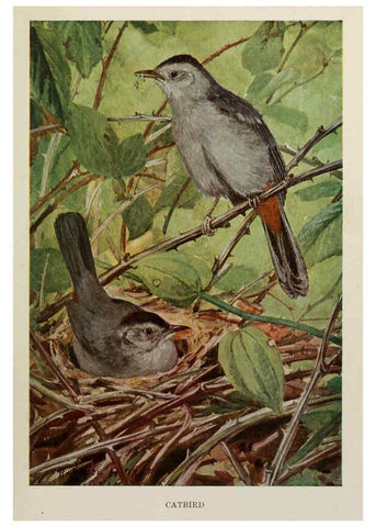 Reproducción/Reproduction 6264224906: Bird biographies New York,Dodd, Mead,1923