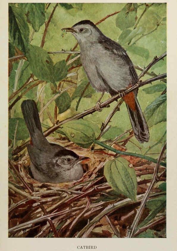Reproducción/Reproduction 6264224906: Bird biographies New York,Dodd, Mead,1923
