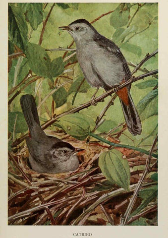 Reproducción/Reproduction 6264224906: Bird biographies New York,Dodd, Mead,1923