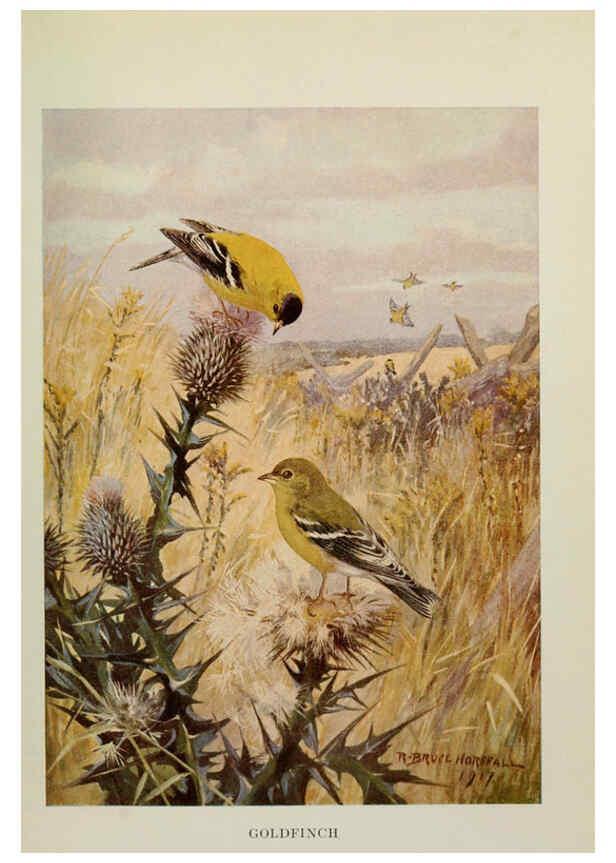 Reproducción/Reproduction 6263697373: Bird biographies New York,Dodd, Mead,1923