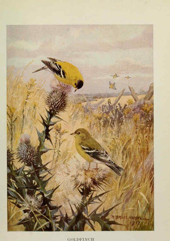 Reproducción/Reproduction 6263697373: Bird biographies New York,Dodd, Mead,1923