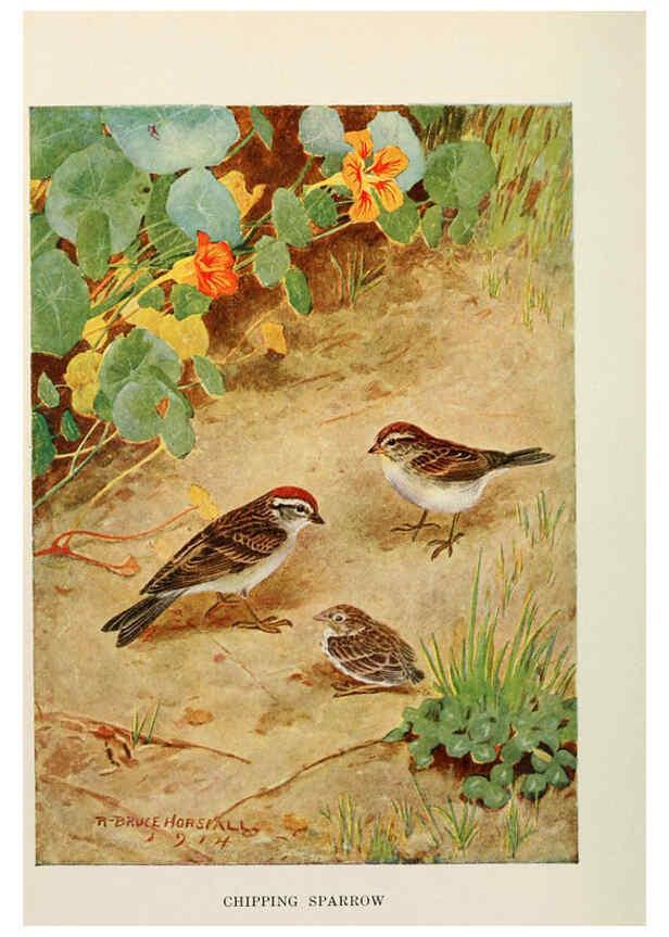 Reproducción/Reproduction 6263693041: Bird biographies New York,Dodd, Mead,1923