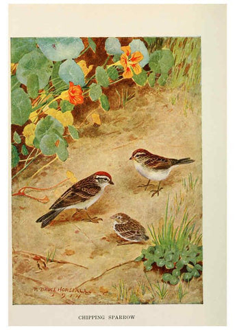 Reproducción/Reproduction 6263693041: Bird biographies New York,Dodd, Mead,1923