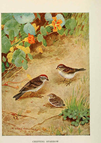 Reproducción/Reproduction 6263693041: Bird biographies New York,Dodd, Mead,1923