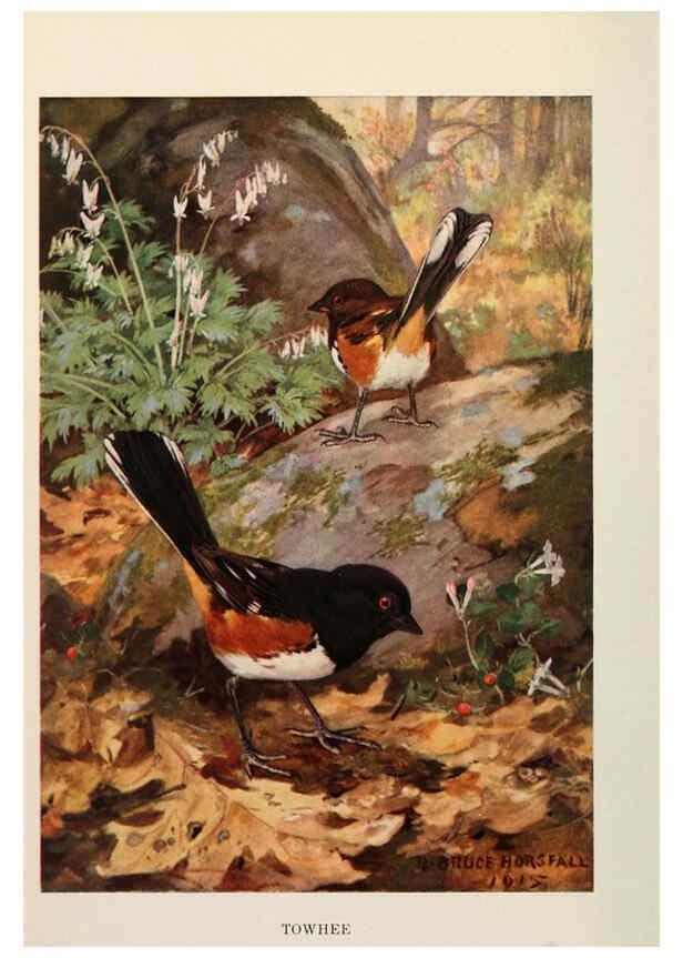 Reproducción/Reproduction 6263693309: Bird biographies New York,Dodd, Mead,1923