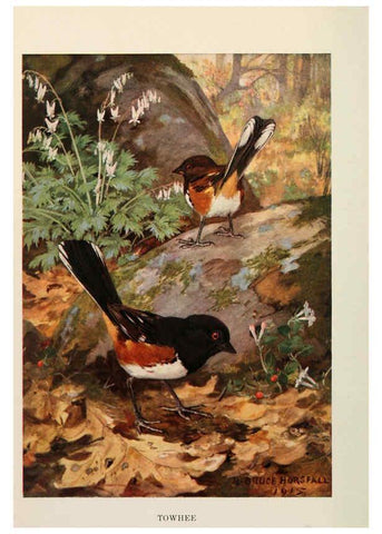 Reproducción/Reproduction 6263693309: Bird biographies New York,Dodd, Mead,1923