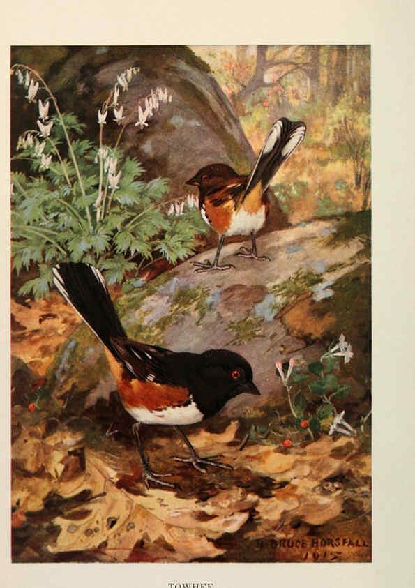 Reproducción/Reproduction 6263693309: Bird biographies New York,Dodd, Mead,1923