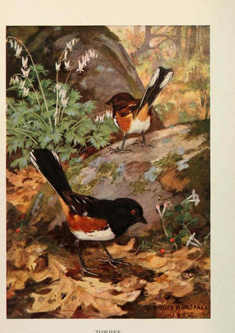 Reproducción/Reproduction 6263693309: Bird biographies New York,Dodd, Mead,1923