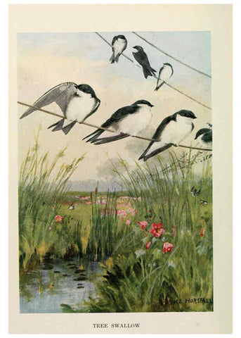 Reproducción/Reproduction 6264220906: Bird biographies New York,Dodd, Mead,1923