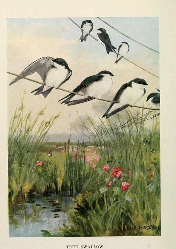 Reproducción/Reproduction 6264220906: Bird biographies New York,Dodd, Mead,1923
