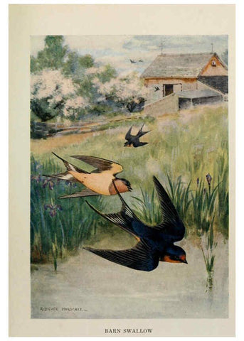 Reproducción/Reproduction 6264221152: Bird biographies New York,Dodd, Mead,1923