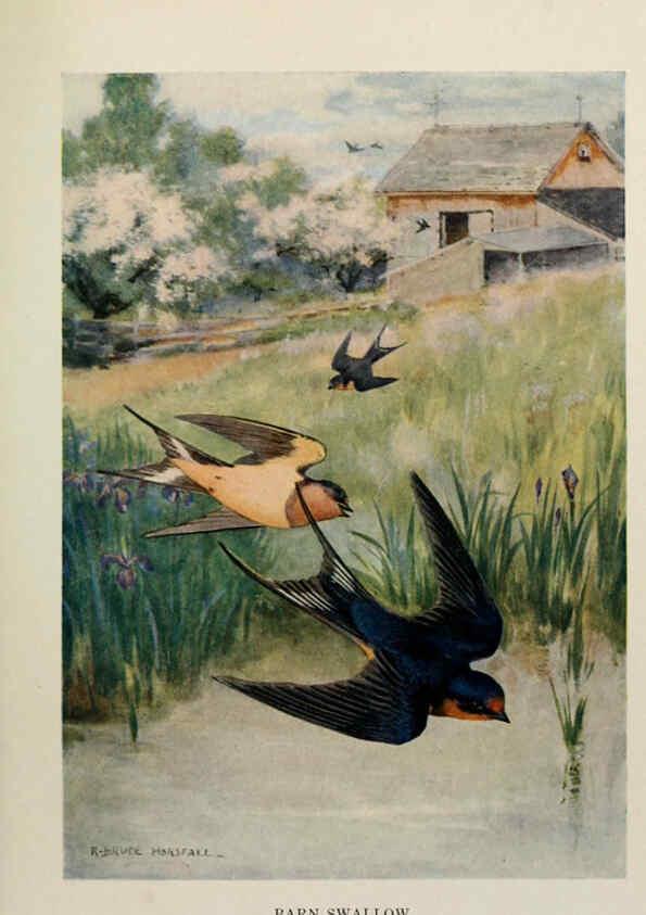 Reproducción/Reproduction 6264221152: Bird biographies New York,Dodd, Mead,1923