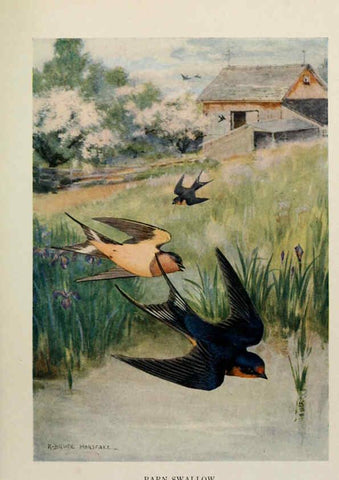 Reproducción/Reproduction 6264221152: Bird biographies New York,Dodd, Mead,1923