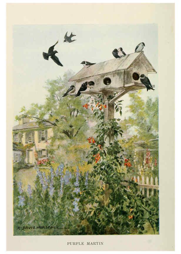 Reproducción/Reproduction 6264221354: Bird biographies New York,Dodd, Mead,1923