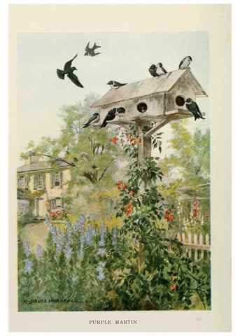 Reproducción/Reproduction 6264221354: Bird biographies New York,Dodd, Mead,1923