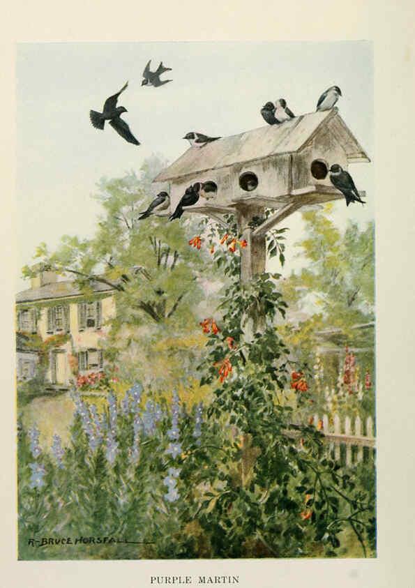 Reproducción/Reproduction 6264221354: Bird biographies New York,Dodd, Mead,1923