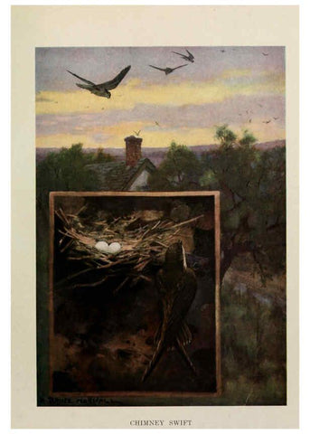Reproducción/Reproduction 6264221592: Bird biographies New York,Dodd, Mead,1923