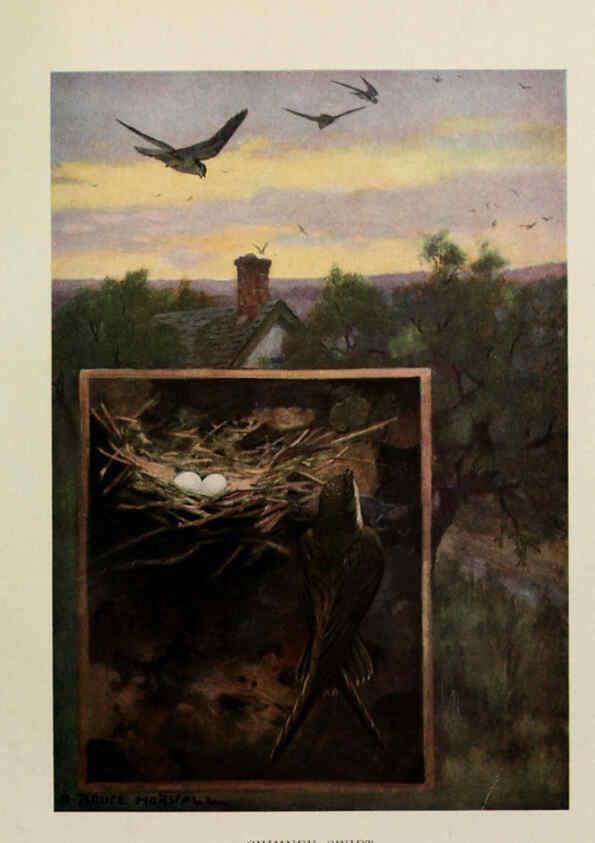 Reproducción/Reproduction 6264221592: Bird biographies New York,Dodd, Mead,1923