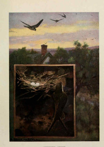 Reproducción/Reproduction 6264221592: Bird biographies New York,Dodd, Mead,1923