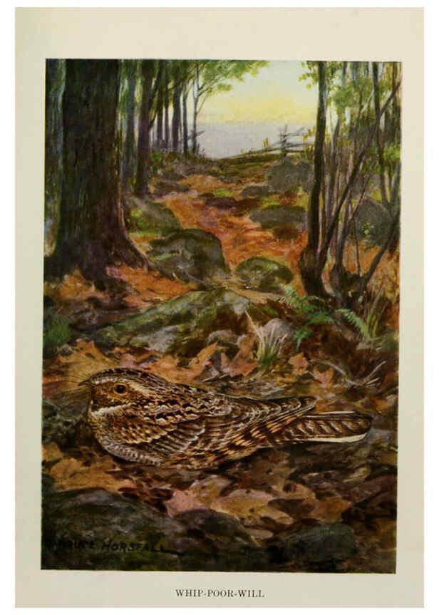 Reproducción/Reproduction 6264221886: Bird biographies New York,Dodd, Mead,1923