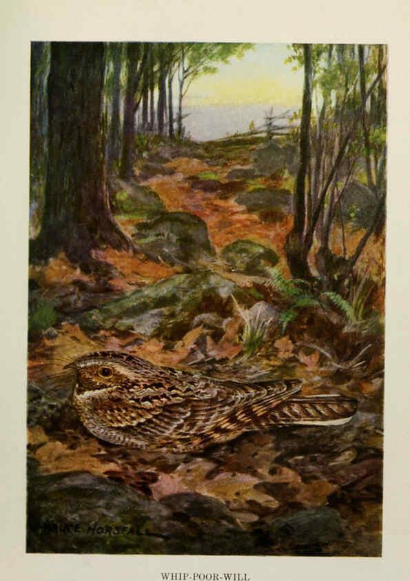 Reproducción/Reproduction 6264221886: Bird biographies New York,Dodd, Mead,1923