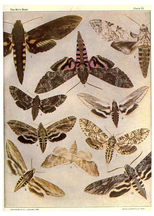 Reproducción/Reproduction 6266328213: The moth book Garden City, New York :Doubleday, Page & company,1916