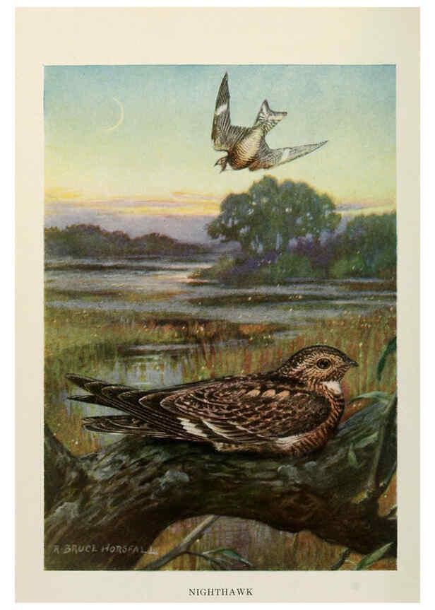 Reproducción/Reproduction 6263694711: Bird biographies New York,Dodd, Mead,1923