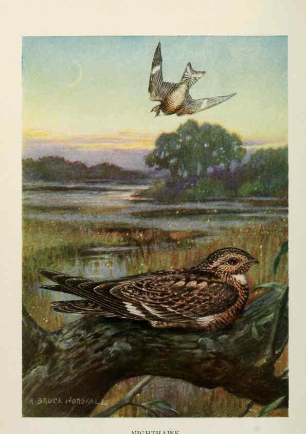 Reproducción/Reproduction 6263694711: Bird biographies New York,Dodd, Mead,1923