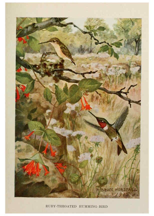 Reproducción/Reproduction 6263695205: Bird biographies New York,Dodd, Mead,1923