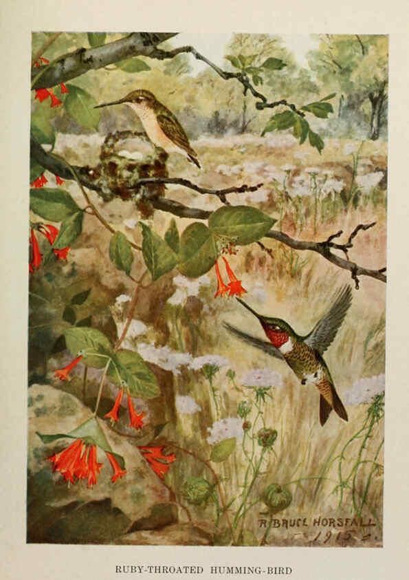 Reproducción/Reproduction 6263695205: Bird biographies New York,Dodd, Mead,1923