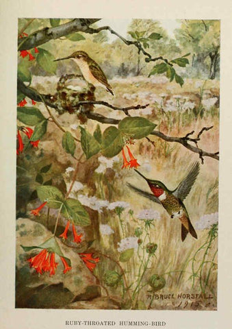 Reproducción/Reproduction 6263695205: Bird biographies New York,Dodd, Mead,1923