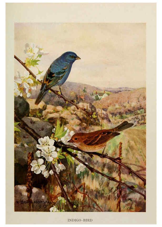 Reproducción/Reproduction 6264222916: Bird biographies New York,Dodd, Mead,1923
