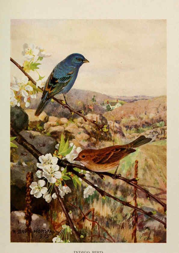 Reproducción/Reproduction 6264222916: Bird biographies New York,Dodd, Mead,1923