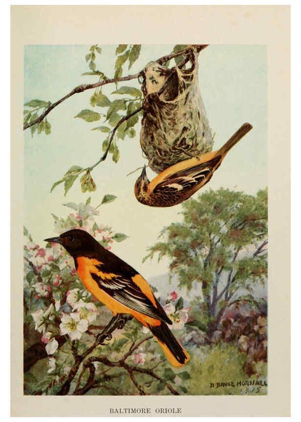 Reproducción/Reproduction 6264223106: Bird biographies New York,Dodd, Mead,1923