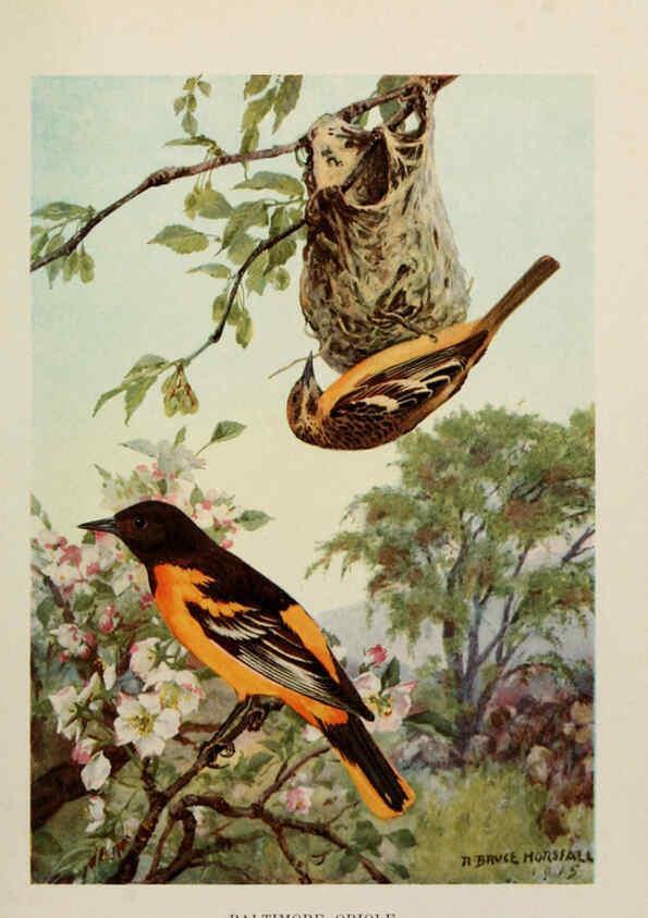 Reproducción/Reproduction 6264223106: Bird biographies New York,Dodd, Mead,1923