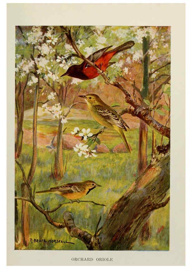Reproducción/Reproduction 6264223296: Bird biographies New York,Dodd, Mead,1923