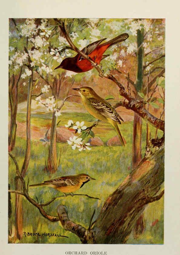 Reproducción/Reproduction 6264223296: Bird biographies New York,Dodd, Mead,1923