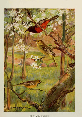 Reproducción/Reproduction 6264223296: Bird biographies New York,Dodd, Mead,1923