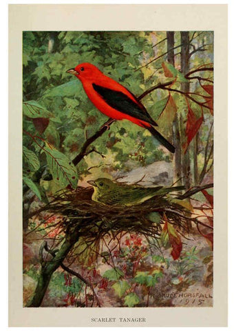 Reproducción/Reproduction 6264223608: Bird biographies New York,Dodd, Mead,1923