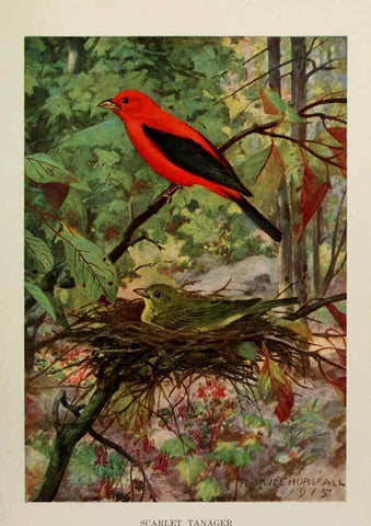 Reproducción/Reproduction 6264223608: Bird biographies New York,Dodd, Mead,1923