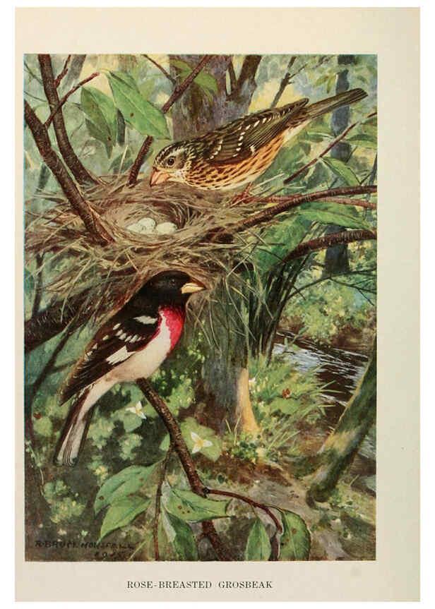 Reproducción/Reproduction 6263696637: Bird biographies New York,Dodd, Mead,1923