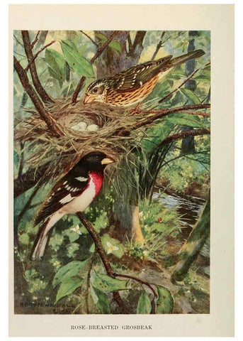 Reproducción/Reproduction 6263696637: Bird biographies New York,Dodd, Mead,1923
